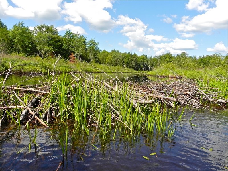 A beaver dam is good for the beavers but can force a turnaround for a canoeist.