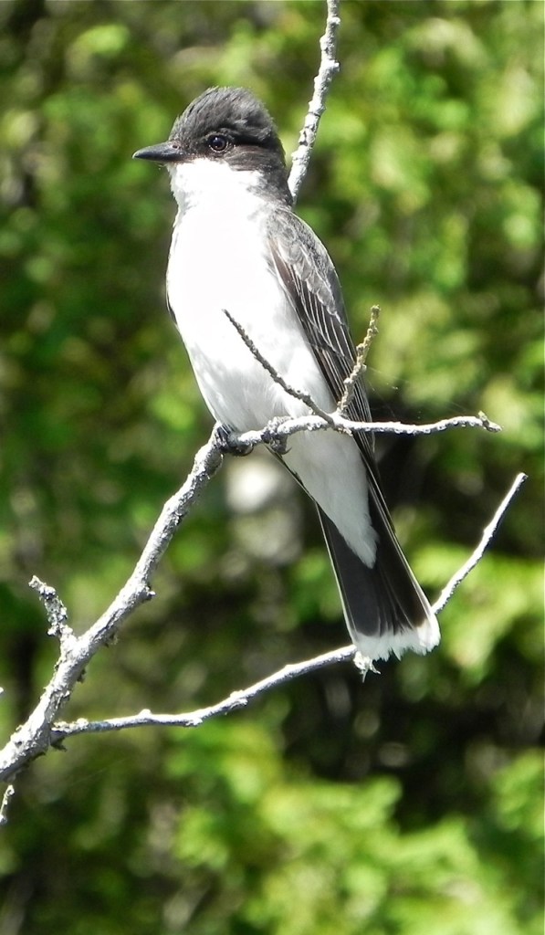 Eastern kingbirds are king of all they survey, no matter the intruder, and can be aggressive when nesting.