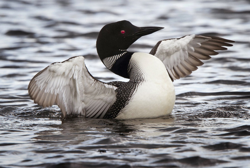 Maine is home to more nesting loons than all other New England states, partly because we have more than 6,000 bodies of water. But Maine also has a dedicated group of volunteers who may not be experts, but have a deep appreciation for the iconic birds.