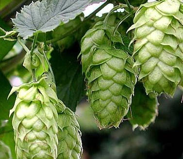 Hops, shown here, is the spice of beer and malt is the soul of beer, but it all begins with yeast, says Julie Jenney.