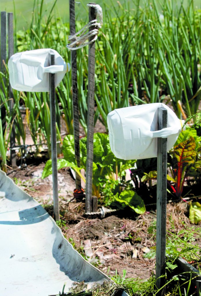 Milk jugs help visually impaired gardeners David Perry of Waterville and Deon Lyons of Clinton identify rows in a garden they have cultivated in Fairfield.