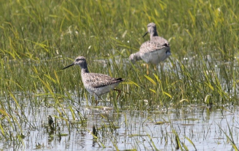 The greater yellowlegs, shown here, and the lesser yellowlegs are somewhat similar in appearance, but a good identification can be made based on the distinct difference of their calls.