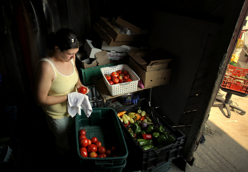 Caitlin Jordan of Alewive Brooks Farm cleans tomatoes at their Cape Elizabeth Farm on Tuesday, August 20, 2013, in preparation for the Portland Farmer's Market on Wednesday.