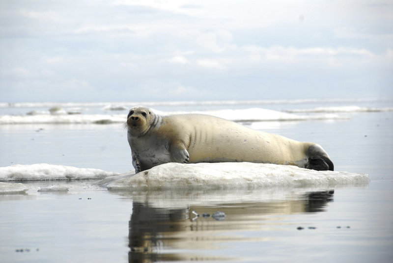 A seal rests on a chunk of ice off the coast of Alaska, where the ice pack has been reduced by climate change.