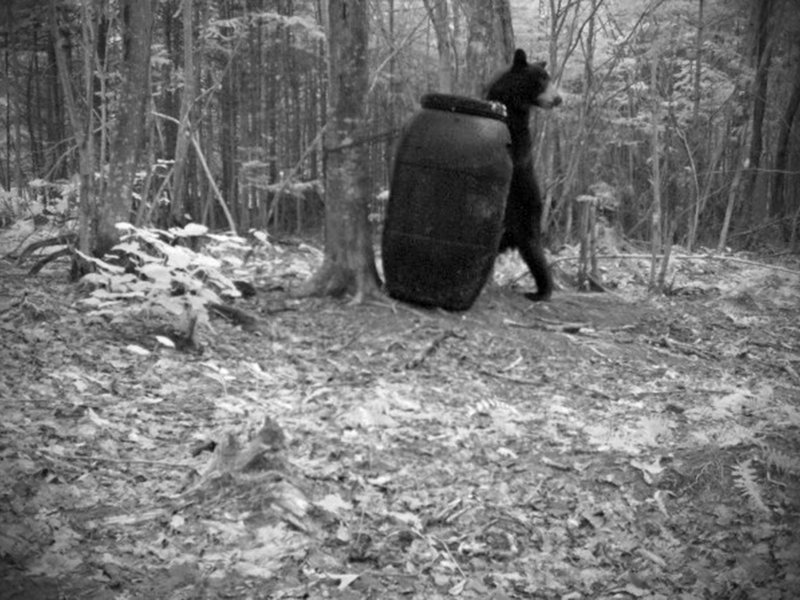 These three photographs of a black bear at a bait bucket were captured by a hunter’s trail camera in 2008. Maine hunters and guides call the practice an efficient way to bag bears in a densely forested state.