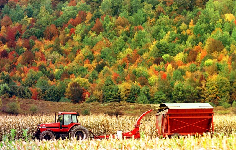 In this October 1998 file photo, a farmer chops corn in front of a hillside of color in Richmond, Vt. Vermont officials are rushing to the defense of one of the state’s most cherished icons, fall foliage, after an Arizona magazine claimed the fall colors in the Grand Canyon state are better than the Green Mountains after they have turned red, gold and orange. The cover of the October edition of the magazine Arizona Highways shows a picturesque scene of a bucolic waterfall surrounded by golden foliage while carrying the headline “Autumn in Arizona & Why it’s better than it is in Vermont.” (AP Photo/Toby Talbot)