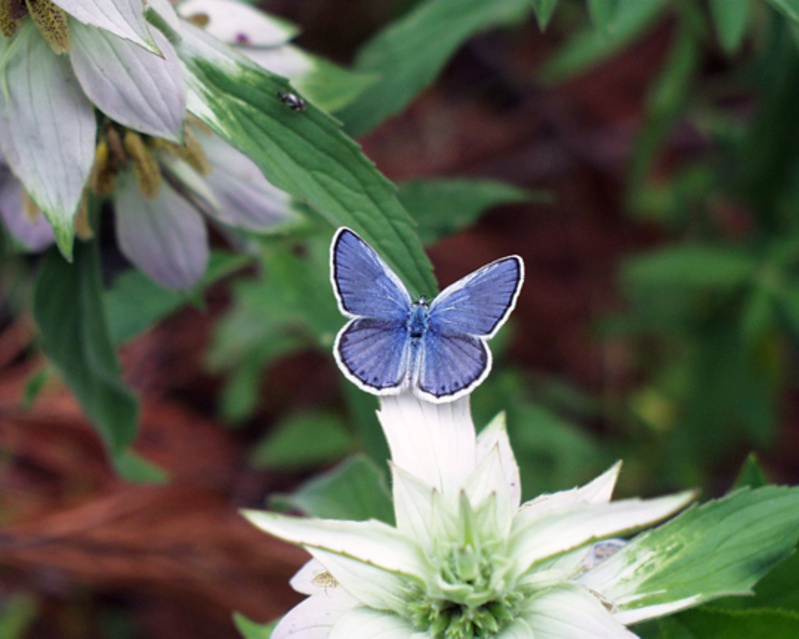 The Karner blue butterfly