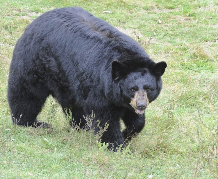 In this October 2012 file photo, a black bears at the Maine Wildlife Park in Gray. The state would see more bear-human conflicts and "put residents in serious danger" if Maine banned bear baiting, says the LePage administration.