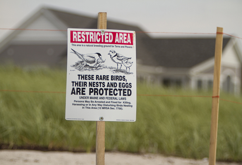 A sign on Pine Point Beach in Scarborough alerts visitors that it is a plover habitat.