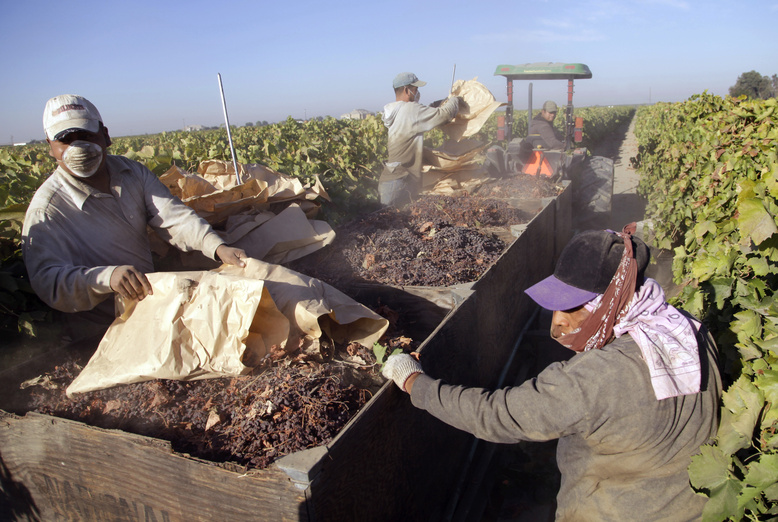 Farmworkers pick paper trays of dried raisins off the ground and heap them onto a trailer in the final step of the raisin harvest this month near Fresno, Calif.