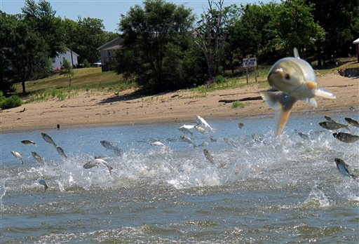 This June 2012 photo shows Asian carp, jolted by an electric current from a research boat, jumping from the Illinois River near Havana, Ill.