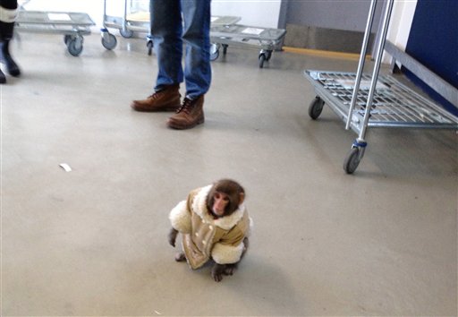 In this Dec. 9, 2012, photo provided by Bronwyn Page, "Darwin," wearing a winter coat and a diaper, wanders around at an IKEA in Toronto after letting himself out of his crate in a parked car in the store's lot. The monkey's owner, Yasmin Nakhuda, alleges Darwin was illegally taken from her by animal control officials and moved to a sanctuary in Sunderland, Ontario, where he now lives.