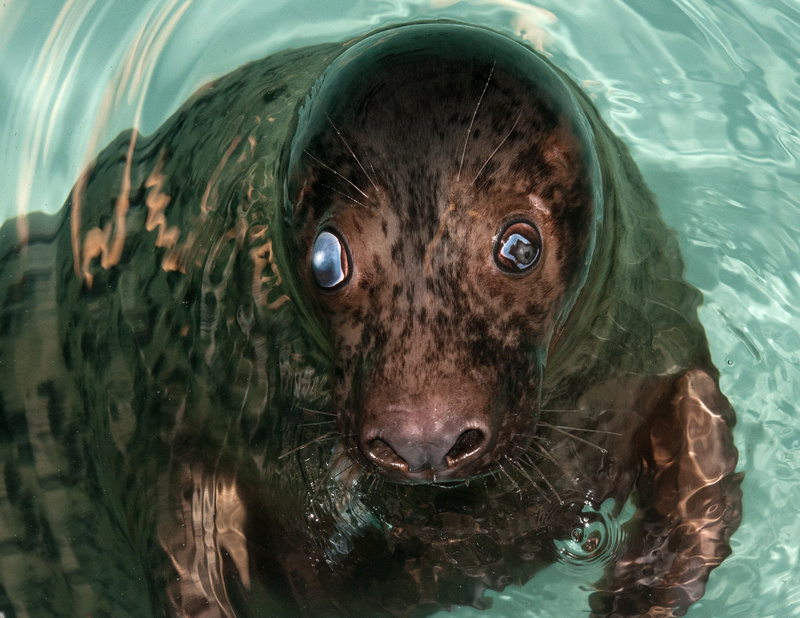 A seal named Georgie that was found stranded along the coast of Maine is shown at The Detroit Zoo in Royal Oak, Mich., in August.