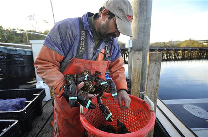 Mike Theiler pulls lobsters he harvested out of a basket on a dock in New London, Conn. Full-time lobstermen in Connecticut are preparing for the first seasonal shutdown on Long Island Sound, which begins Sunday and runs through Nov. 28.
