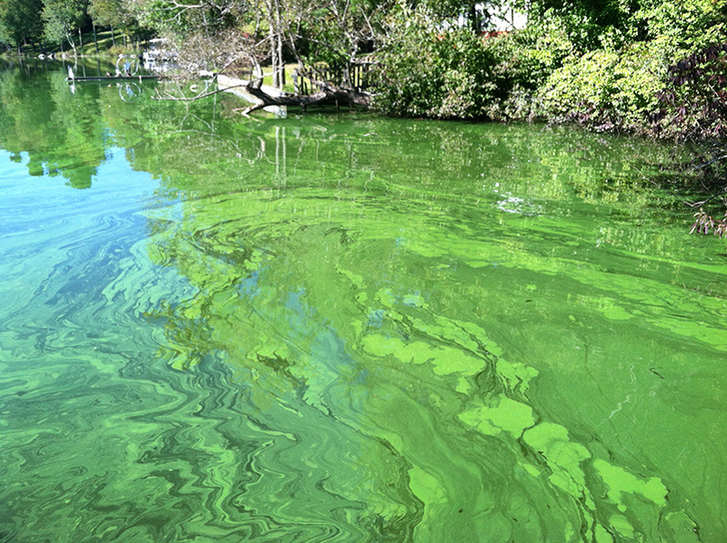 Sabattus Pond near Lewiston shows an algae bloom, which occurs there frequently because of runoff from farms and residential lots around the pond, according to the Natural Resources Council of Maine.