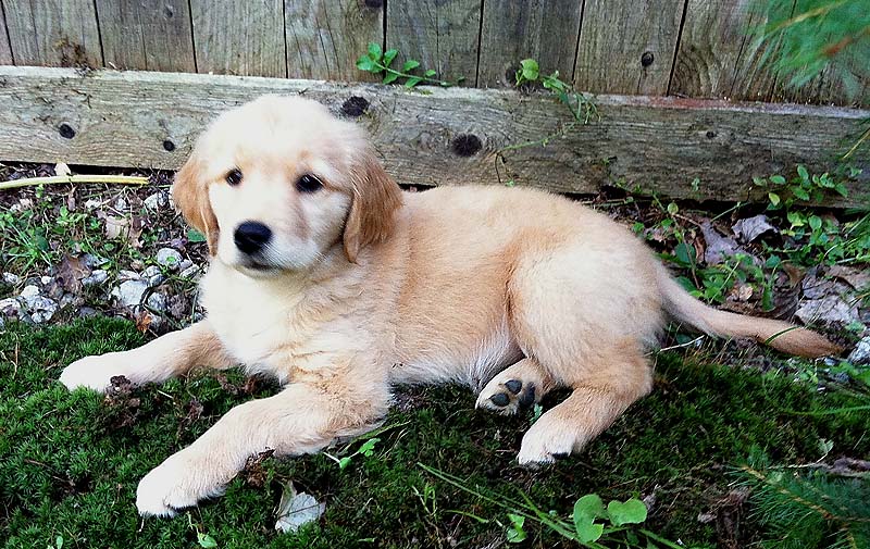 A new golden puppy owned by North Cairn.