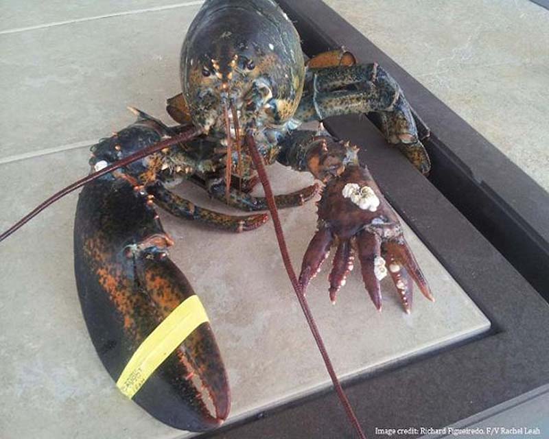 The unusual six-clawed lobster was caught by a fishing crew off the coast of Hyannis, Mass.