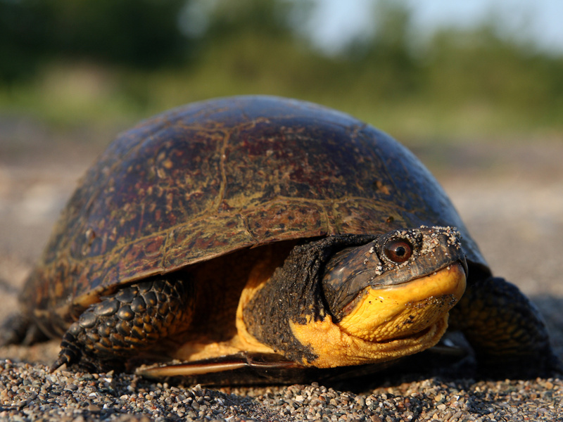 A female Blanding's turtle