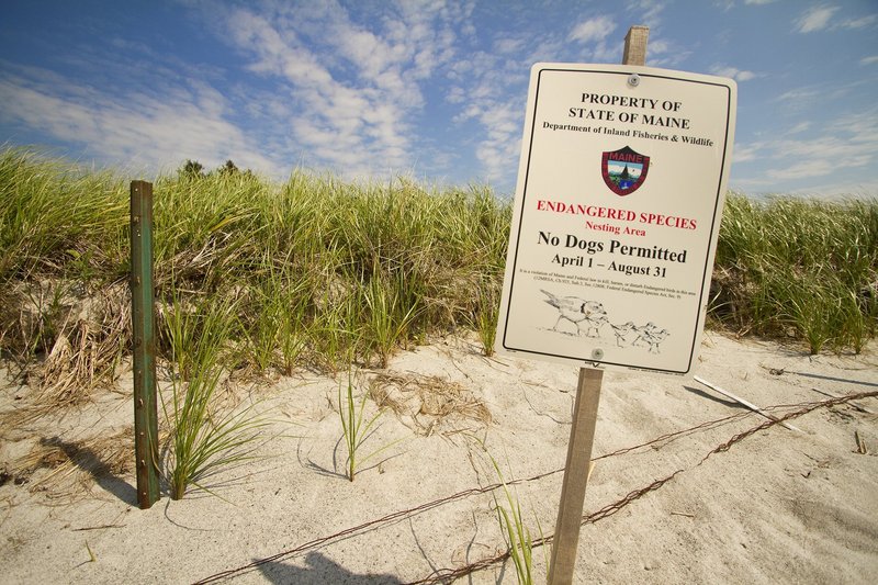 The proposal to change the leash ordinance was prompted by an incident on July 15, when an unleashed dog killed a protected piping plover chick on Pine Point Beach, pictured above. A dog is believed to have killed a plover on the same beach in 2003.