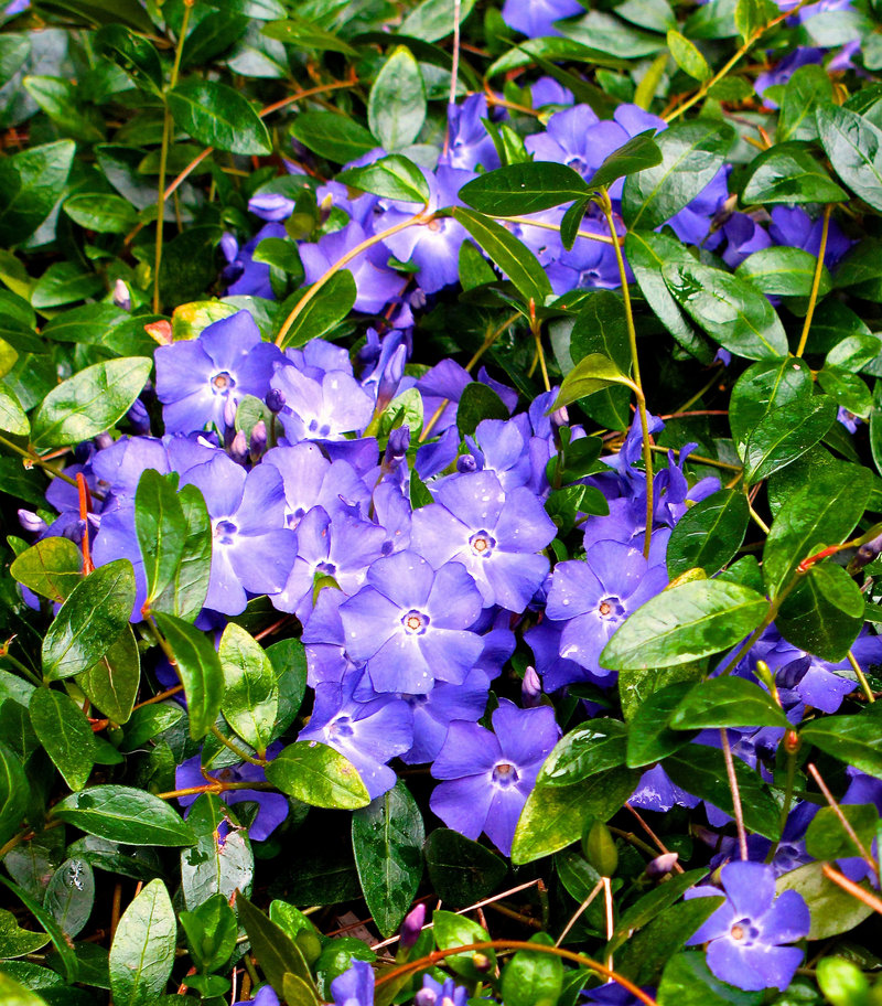 Vinca minor (periwinkle or creeping myrtle) spreads quickly as a ground cover, so it may be best in confined areas.