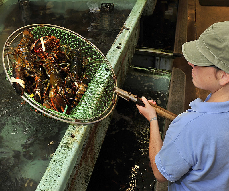 Retail clerk Jessica Spear checks the condition of lobsters in the holding tanks, a process that is repeated each morning and occasionally throughout the day.