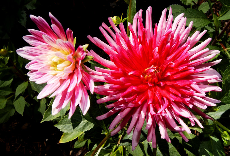 Dahlias can be saved for another year. All you need is one preserved root shoot.