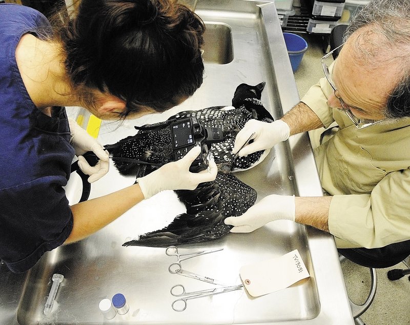 Volunteer Julia Graham photographs a loon's wing, as she assists Mark Pokras last month in the necropsy room of the wildlife clinic at Tufts University's veterinary medical school in North Grafton, Mass.