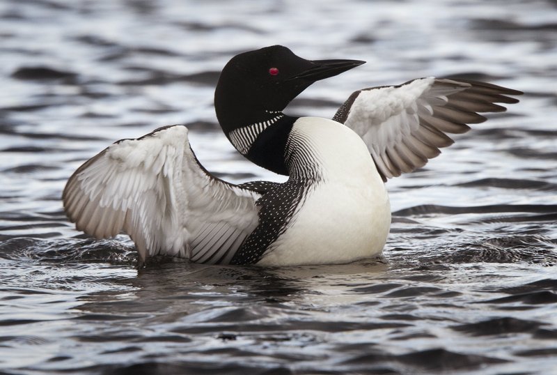 A common loon readies to launch from Cupsuptic Lake, part of the Rangeley Lakes Heritage Trust, in a 2012 file photo. Lead poisoning is the No. 1 cause of loon deaths in Maine.