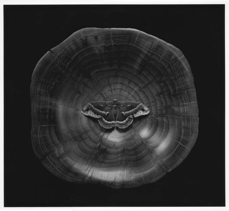 From “Mentor,” “Moth in Wood Bowl, Cushing, Maine,” 2008, by Paul Caponigro.
