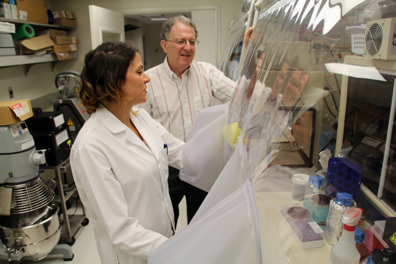 Dr. Jeffrey Gordon and graduate student Vanessa Ridaura examine samples of gut bacteria taken from fat or lean people.