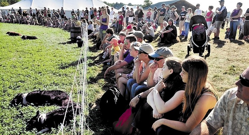 Spectators wait for sheepdogs to herd livestock at last year’s Common Ground Fair in Unity. This year, fairgoers will be able to text their observations, thanks to a large cellphone tower.