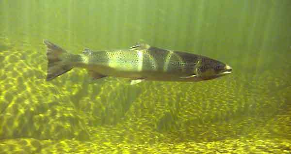 As of Aug. 23, several hundred wild adult Atlantic salmon have ascended Maine rivers to spawn in November. Maine is the only U.S. state with wild Atlantic salmon.