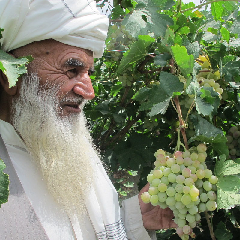 Hajji Hazrat Mahmad, 70, was persuaded by his son to switch to modern methods of growing grapes in his family vineyards, but taking financial risks is rare in Afghanistan’s rural society.