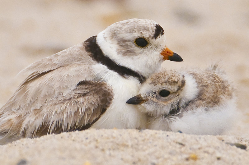 An adult plover stands close by a nesting plover chick.