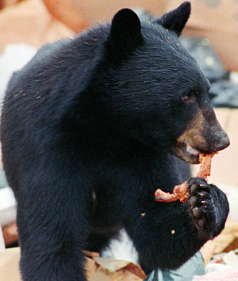 A black bear nibbles on some meat near Greenville. Maine’s bear habitat is so dense and thick that baiting is the only productive hunting method, a reader says.