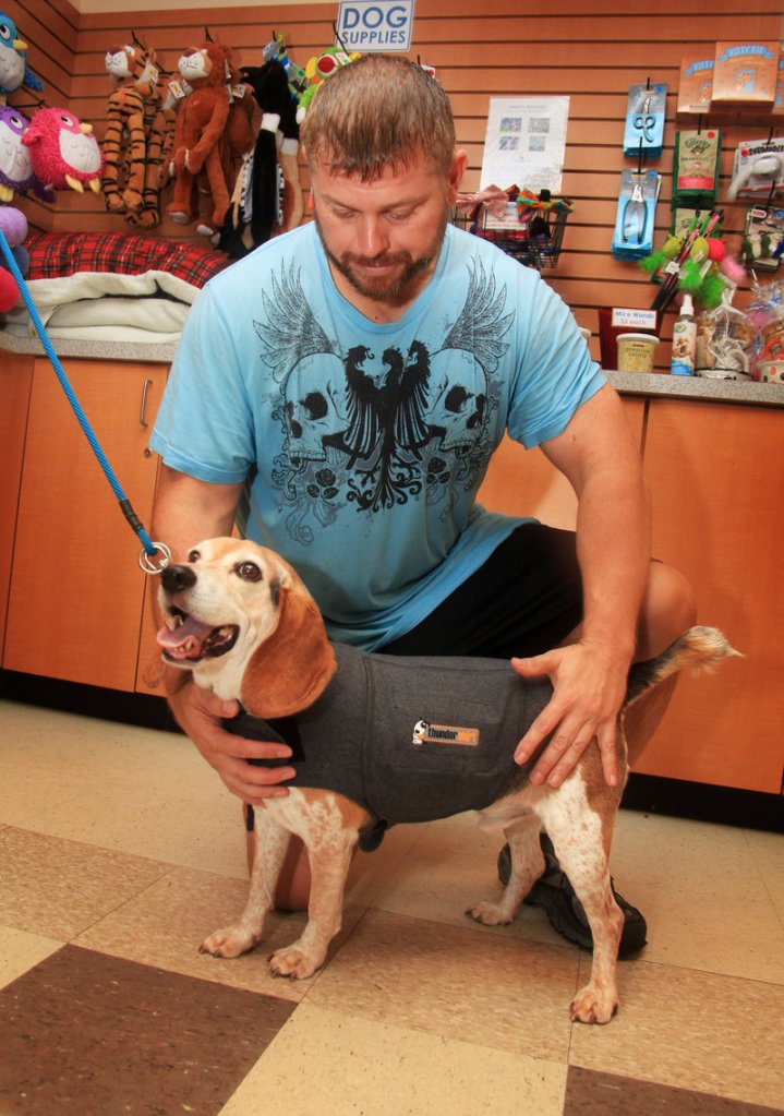 Amos the beagle stands as ARL volunteer Anthony Distasio puts a ThunderShirt on him Thursday.