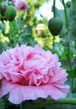 A self-sowing variety of peony. Homeowners who usually get annuals already started each year might find they prefer the reseeding-annual route.