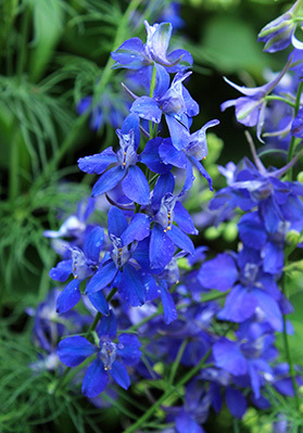 Old House Gardens will be sharing seeds of self-sowing larkspur with its customers.