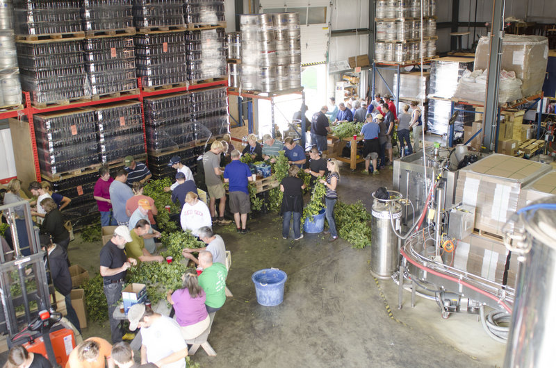 Volunteers strip hops flowers from their vines Sept. 7 at Sebago Brewing Co.’s production facility on Sanford Drive in Gorham. Their labor was rewarded with free beer and lunch.