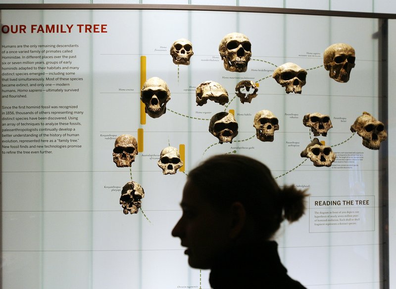 A woman walks past an evolution display at the American Museum of Natural History in New York. The Discovery Institute, which advocates the teaching of intelligent design and creationism, has focused its latest efforts on Ball State University in Muncie, Ind.