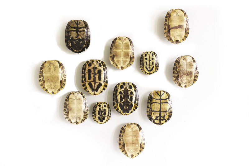 A collection of tortoise shells becomes wall art in the hands of New York designer David Kassel's team.