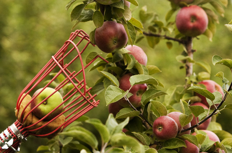 A picking pole enables visitors at Hansel’s Orchard in North Yarmouth to snatch the hard-to-reach fruit.