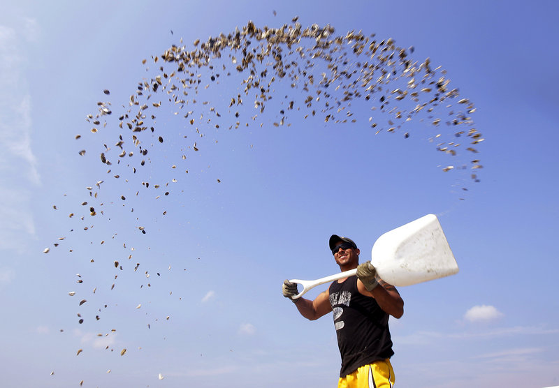 Jason Costa, an employee of Merry’s Oysters, broadcasts oyster seed Thursday from a boat into Duxbury Bay in Duxbury, Mass. Oyster harvesting on Boston’s south shore has been closed since Aug. 30 due to bacterial contamination.