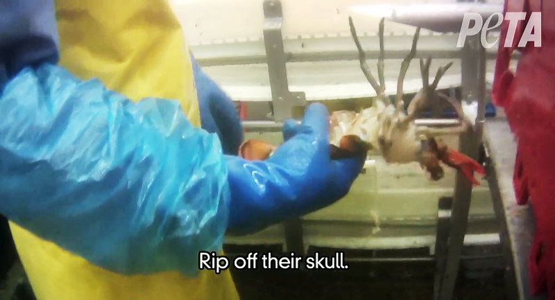 This photo taken from a video shot by PETA shows a worker holding a lobster after its shell was removed while it was still alive.