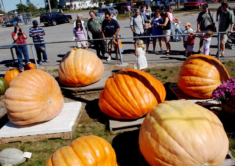 The giant pumpkin display always elicits stares and exclamations of disbelief.