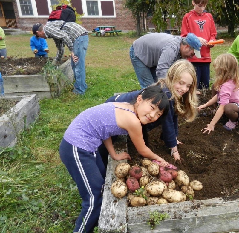 Students harvest potatoes at one of the locations on the Green School Grounds Tour.