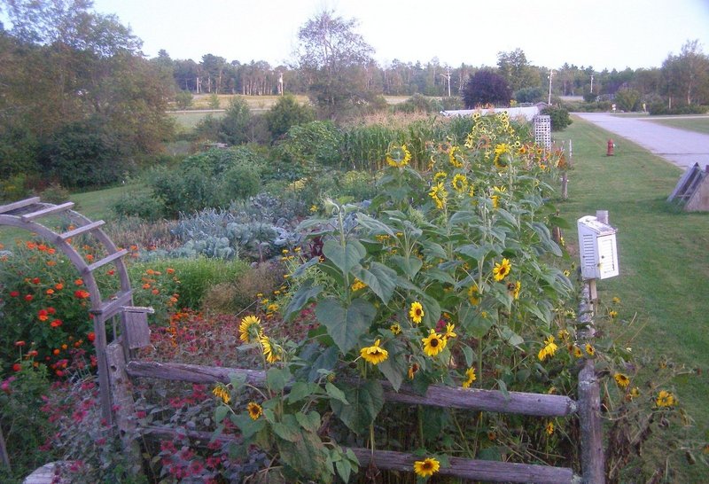 The Troy Howard Middle School garden, above, is in full bloom during harvest time. It is among the school gardens across the state that will be open for tours this Saturday.
