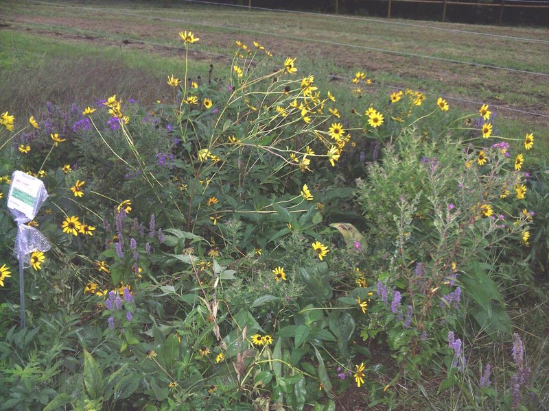 A two-year-old meadow test plot at the University of New Hampshire in Durham, N.H.