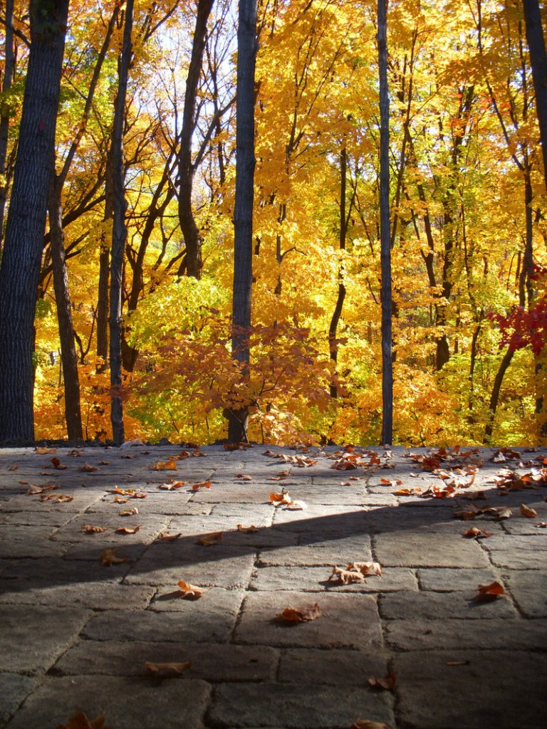 Tumbled precast concrete pavers create an elegant texture for a driveway in a wooded setting. Pavers are being produced in a range of colors and sizes to suit many different tastes.