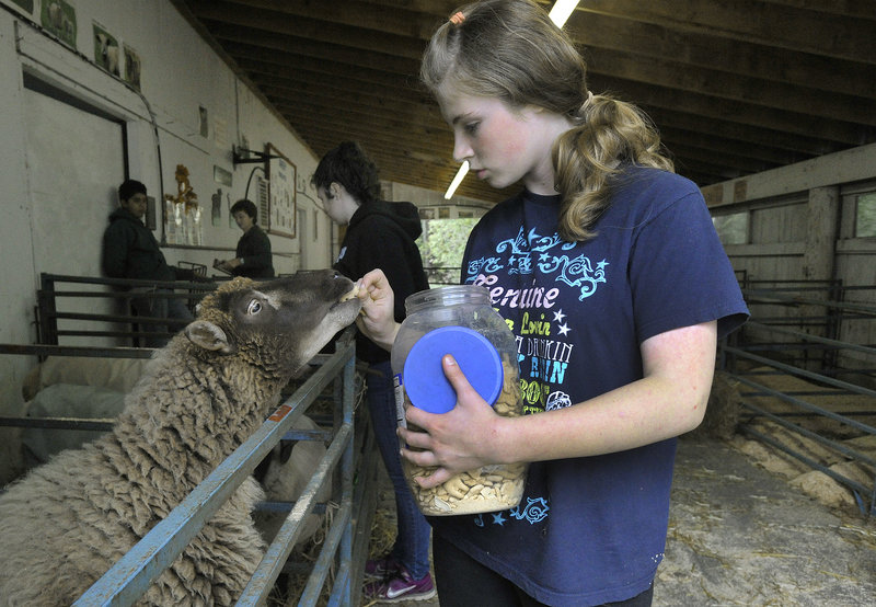 Abby Constantine, 12, of Windham feeds one of her pet sheep, Maggie, a treat after arriving at the 4-H sheep shed at the Cumberland Fairgrounds on Saturday.